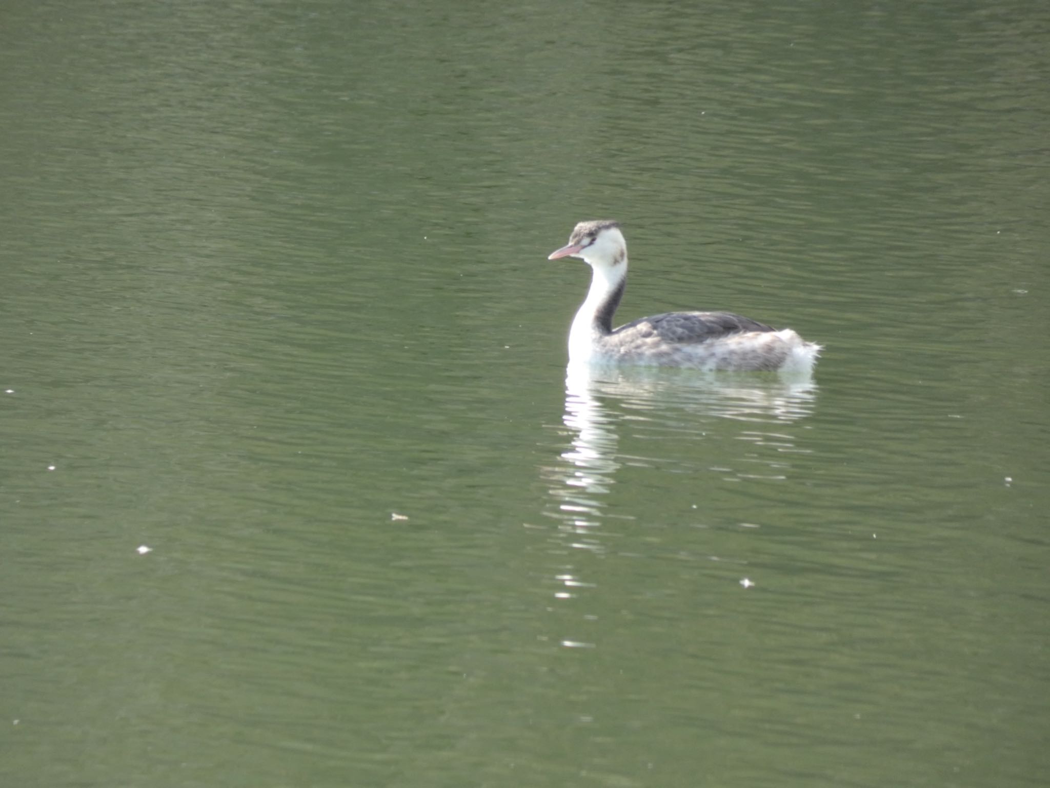 Photo of Great Crested Grebe at Osaka castle park by サンダーバード