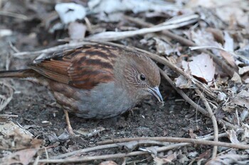 2022年2月6日(日) 早戸川林道の野鳥観察記録