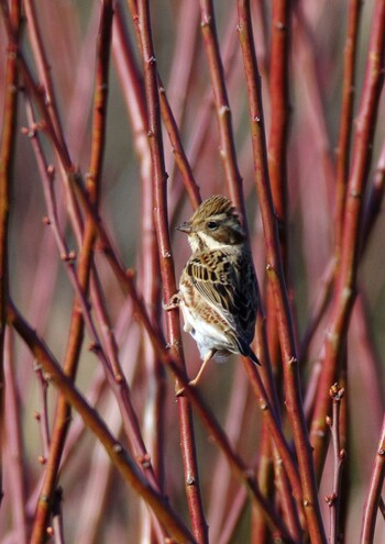 Rustic Bunting 杭瀬川スポーツ公園 Mon, 1/24/2022