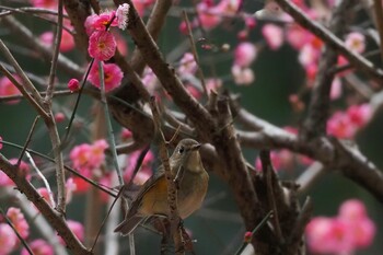 ルリビタキ 東高根森林公園 2022年2月6日(日)