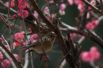 ルリビタキ 東高根森林公園 2022年2月6日(日)