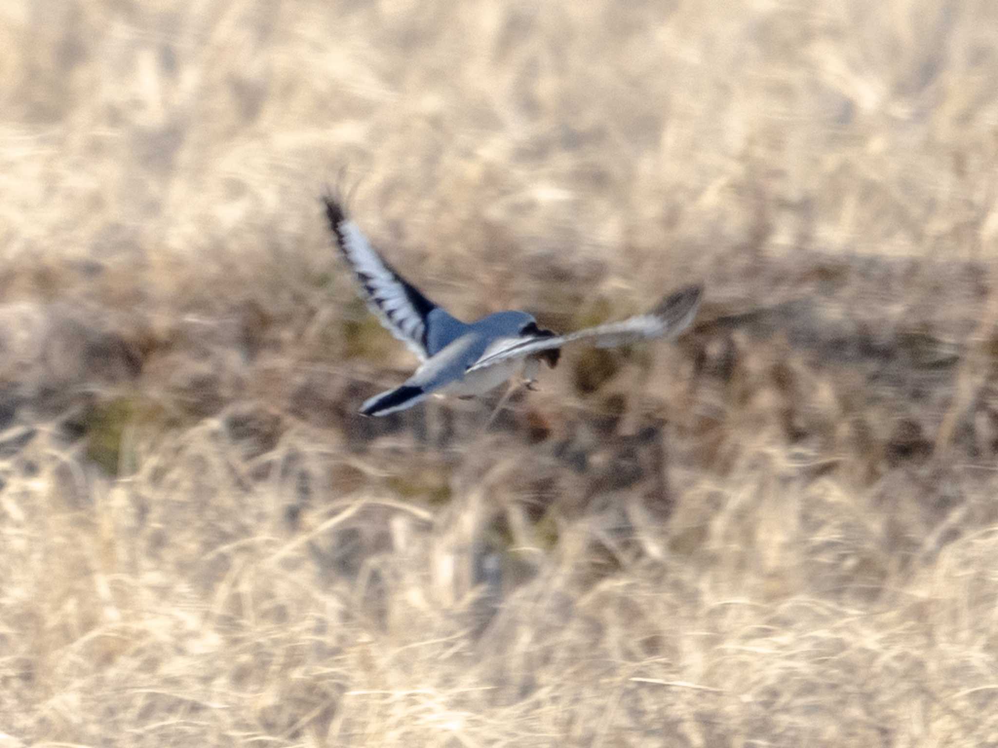 Photo of Chinese Grey Shrike at 茨城県 by かぐやパパ