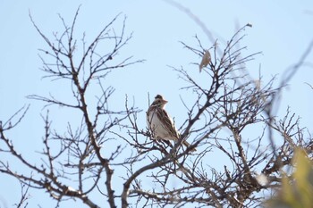 2022年2月5日(土) 稲敷市の野鳥観察記録