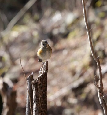 2022年2月6日(日) 東海自然歩道の野鳥観察記録