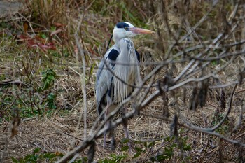 アオサギ 駕与丁公園 2022年2月6日(日)