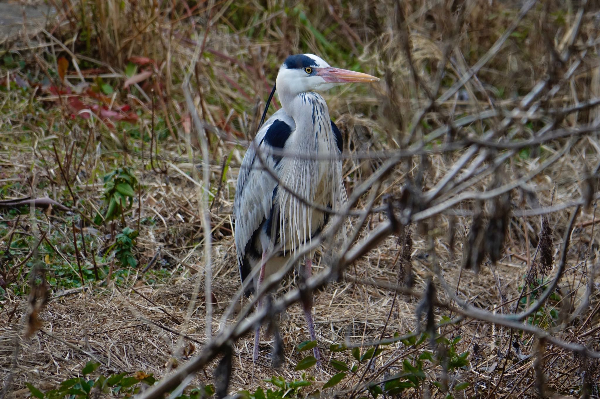 Photo of Grey Heron at 駕与丁公園 by O S