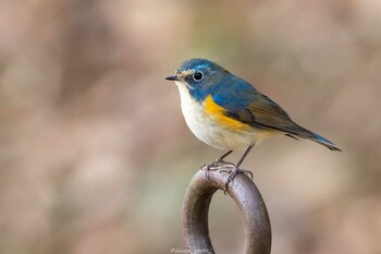 ルリビタキ 薬師池公園 2022年2月7日(月)