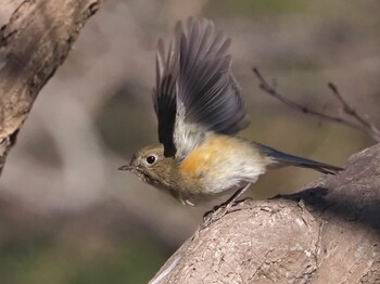 Red-flanked Bluetail 玉敷公園 Mon, 2/7/2022