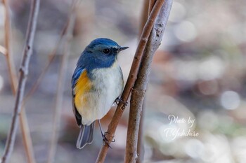 Sun, 2/6/2022 Birding report at 北葛城郡