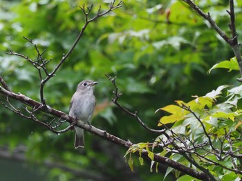 Dark-sided Flycatcher 栃木県 Mon, 8/21/2017