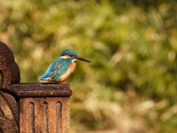 2022年2月7日(月) 日比谷公園の野鳥観察記録