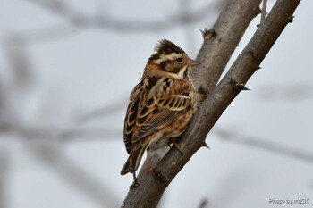 Rustic Bunting 近所の河川敷 Sun, 1/23/2022