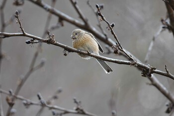 Siberian Long-tailed Rosefinch Hayatogawa Forest Road Wed, 2/2/2022