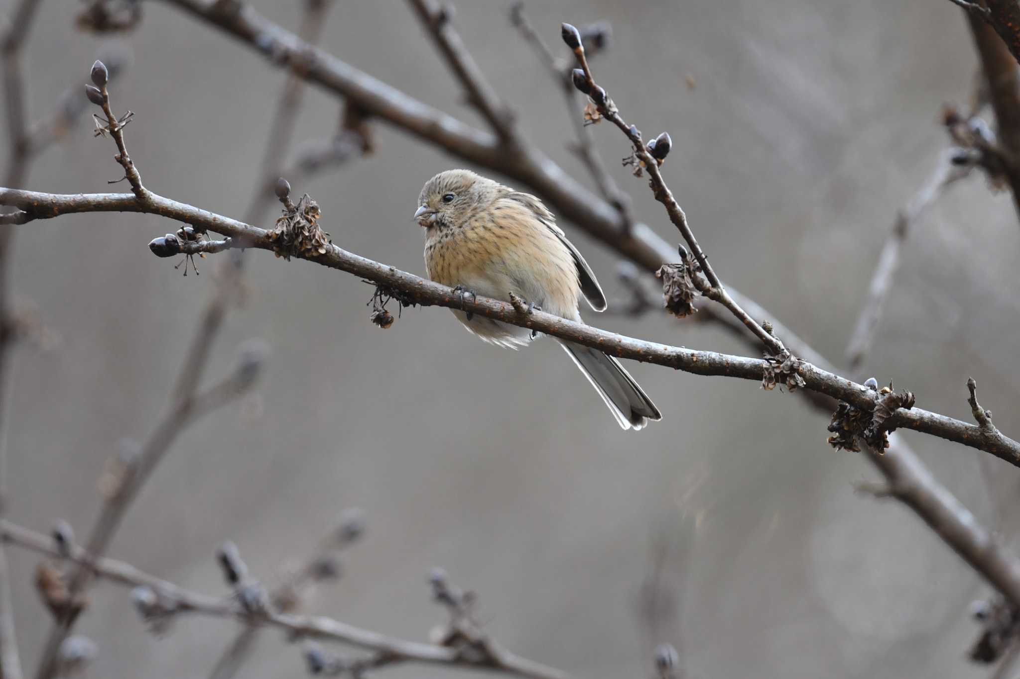 Siberian Long-tailed Rosefinch