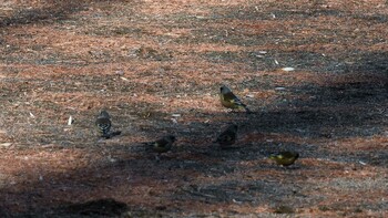 カワラヒワ 佐久広域(美笹湖・杉の木貯水池・駒場公園・滑津川) 2022年2月6日(日)