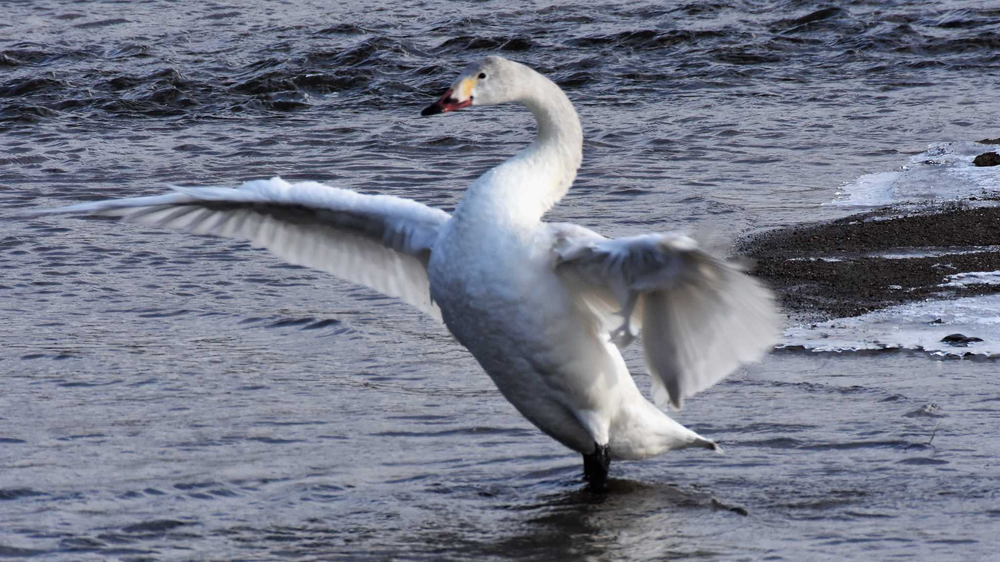 佐久広域(美笹湖・杉の木貯水池・駒場公園・滑津川) コハクチョウの写真 by ao1000