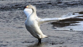 コハクチョウ 佐久広域(美笹湖・杉の木貯水池・駒場公園・滑津川) 2022年2月6日(日)