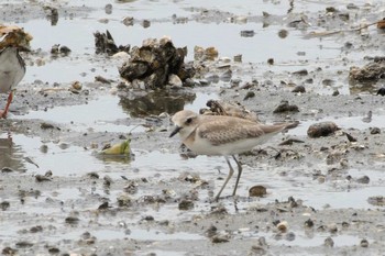 Greater Sand Plover 三重県四日市市 Wed, 8/23/2017