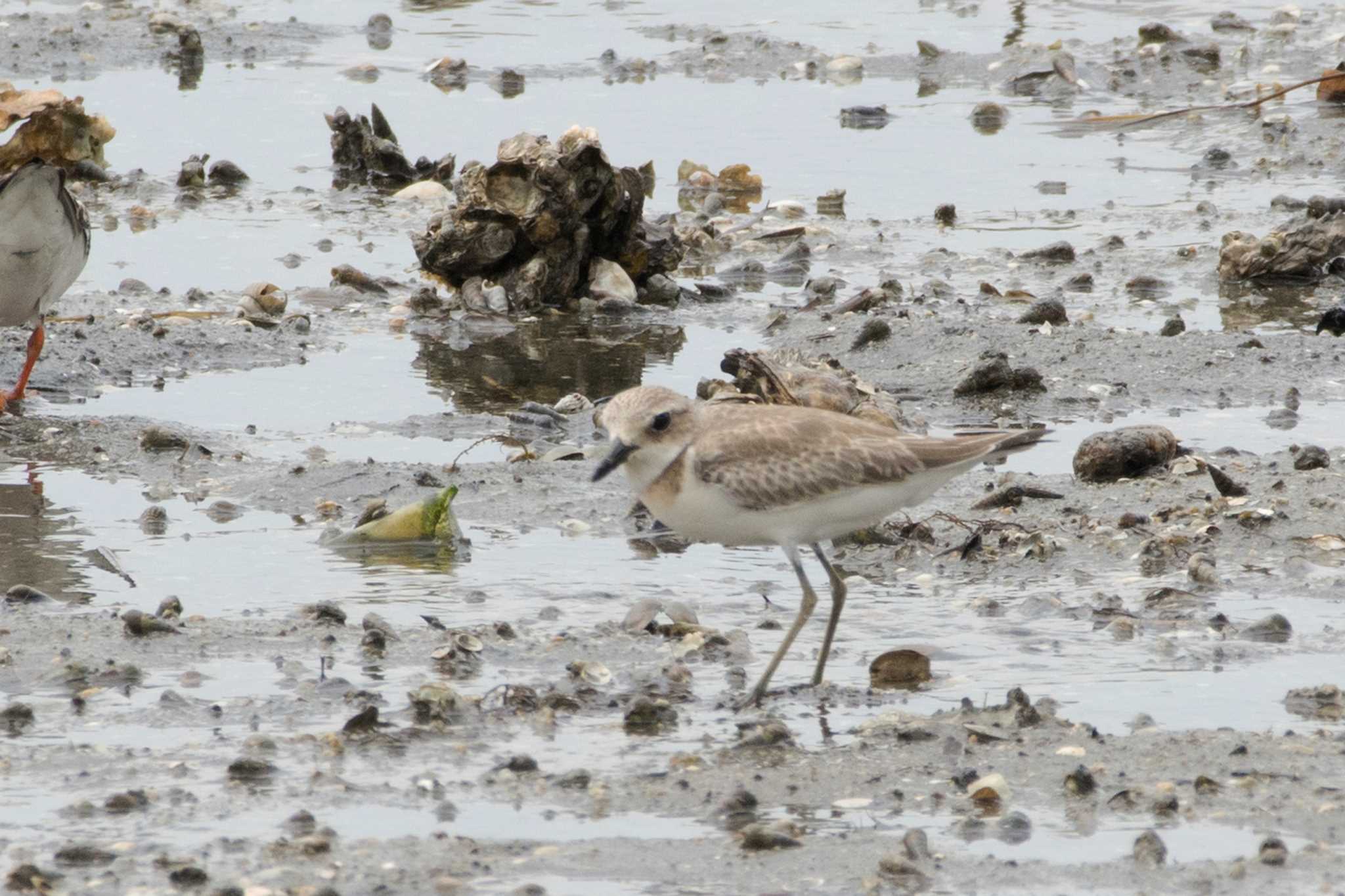 Photo of Greater Sand Plover at 三重県四日市市 by 倶利伽羅