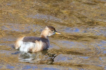 カイツブリ 山口県下松市切戸川 2022年2月5日(土)