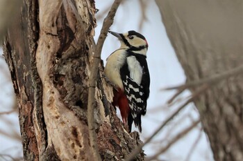 2022年2月4日(金) ウトナイ湖の野鳥観察記録