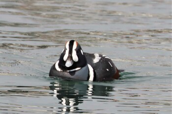 2022年2月4日(金) 苫小牧漁港の野鳥観察記録