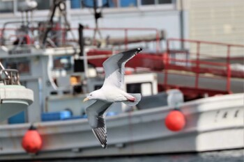 オオセグロカモメ 苫小牧漁港 2022年2月4日(金)