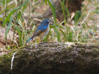 Red-flanked Bluetail Akigase Park Sun, 2/6/2022