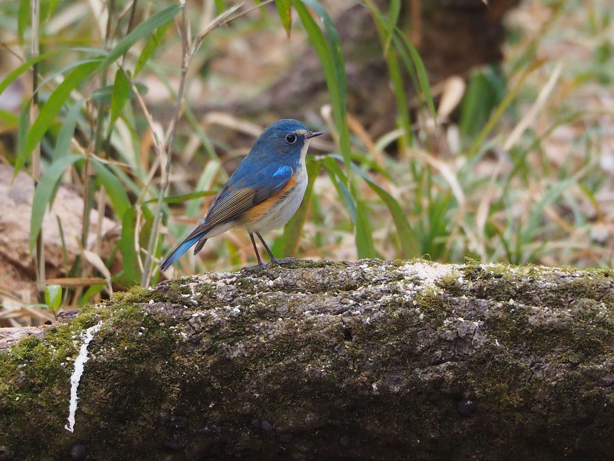 Photo of Red-flanked Bluetail at Akigase Park by mk623