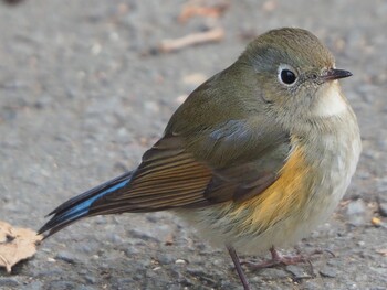 Red-flanked Bluetail Akigase Park Sun, 2/6/2022