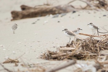 Kentish Plover 三重県鈴鹿市 Wed, 8/23/2017