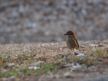 Bull-headed Shrike Akigase Park Sun, 2/6/2022