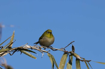 2022年2月7日(月) 印旛沼の野鳥観察記録