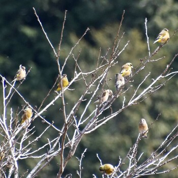 Grey-capped Greenfinch 名栗 Sun, 2/6/2022