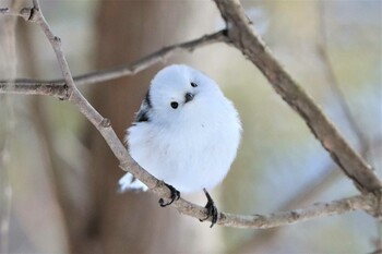 2022年2月4日(金) 北大研究林(北海道大学苫小牧研究林)の野鳥観察記録