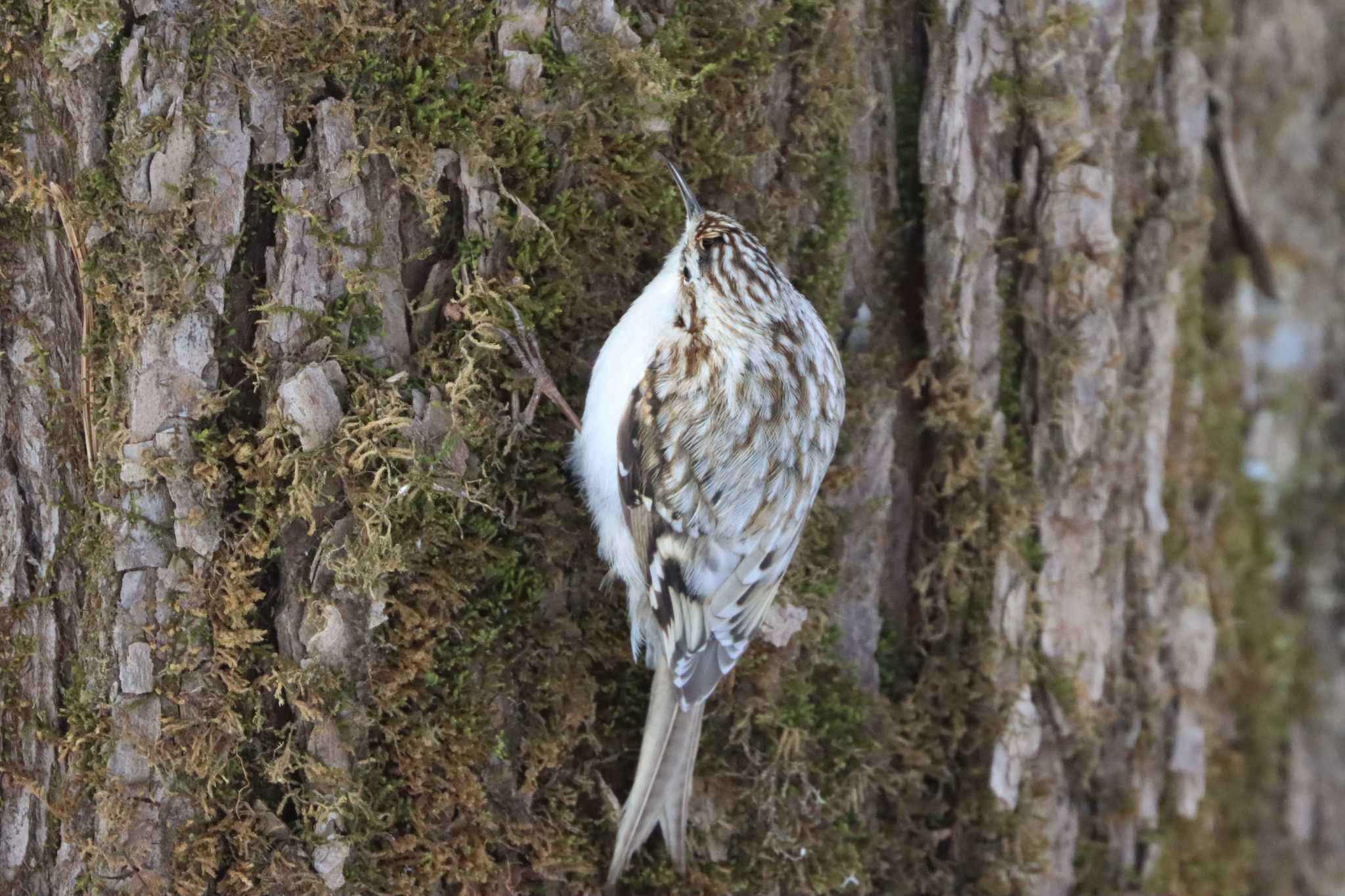 キタキバシリ