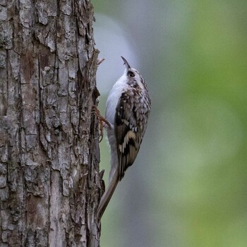 Eurasian Treecreeper 北海道 Unknown Date