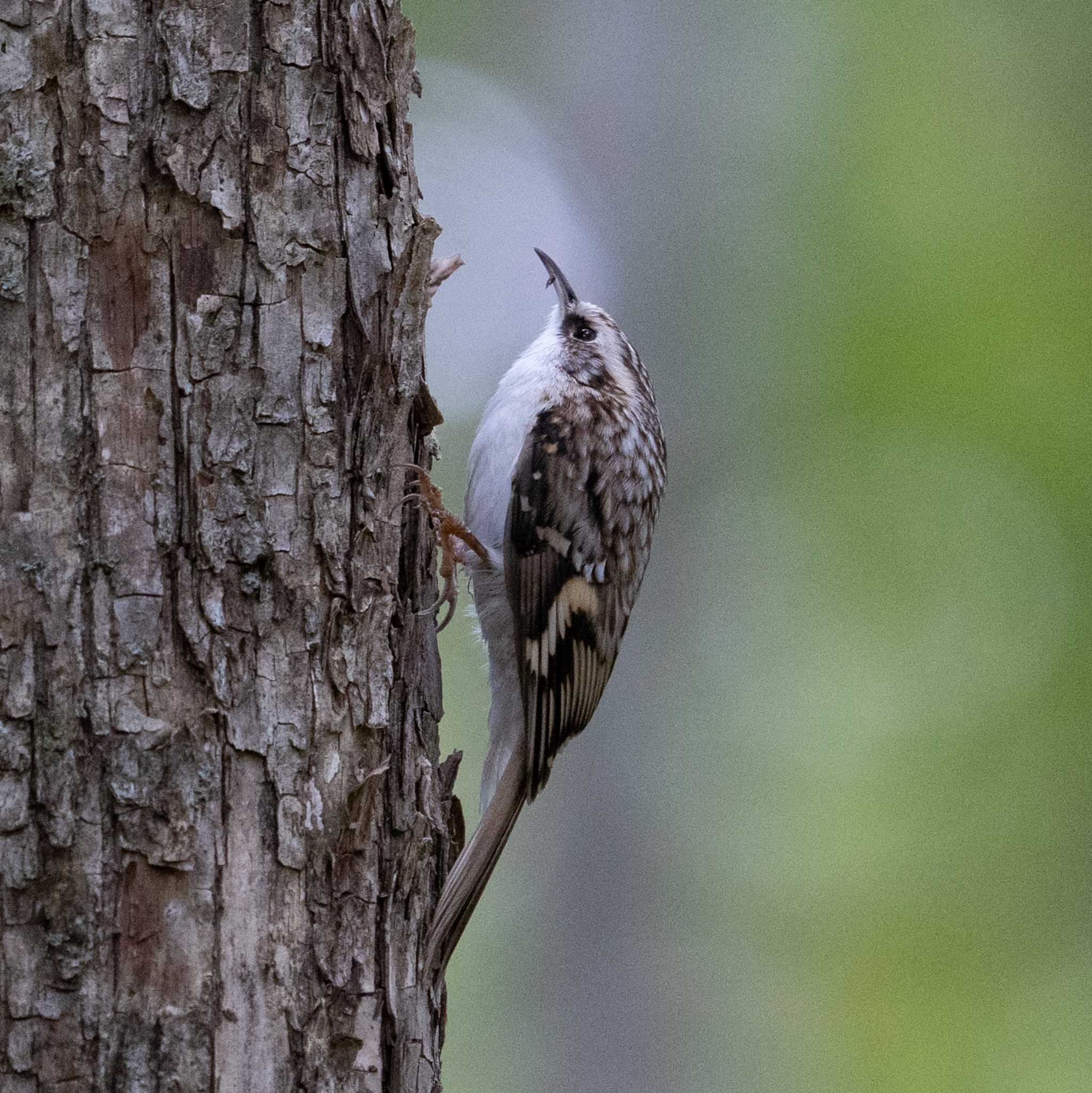 Photo of Eurasian Treecreeper at 北海道 by hana