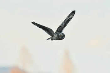 2022年2月7日(月) 渡良瀬遊水地の野鳥観察記録