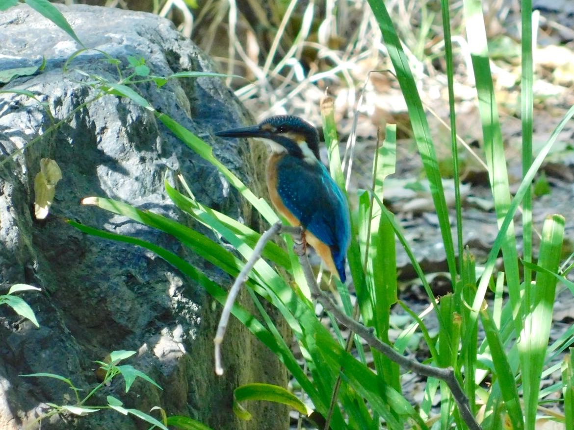 Photo of Common Kingfisher at  by ヨウコ