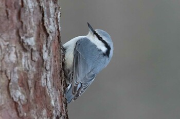 2022年2月5日(土) 北大研究林(北海道大学苫小牧研究林)の野鳥観察記録