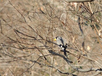 2022年2月7日(月) 八王子市の野鳥観察記録