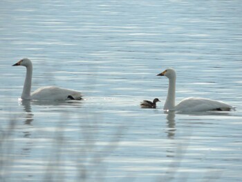 Tundra Swan 滋賀県長浜市湖北水鳥公園近く Sun, 12/28/2014