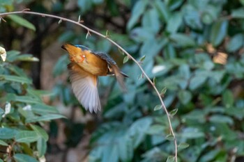 Common Kingfisher 東京都 Sat, 2/5/2022