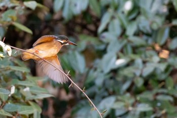 Common Kingfisher 東京都 Sat, 2/5/2022