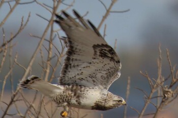 Rough-legged Buzzard 熊谷市荒川支流河川敷 Sat, 1/29/2022