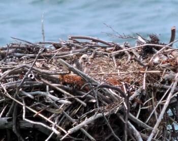 Osprey 石川県加賀 Mon, 6/8/2015