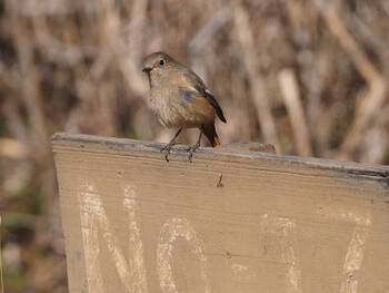 ジョウビタキ 舞岡公園 2022年2月6日(日)