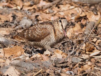 Eurasian Woodcock Maioka Park Sun, 2/6/2022