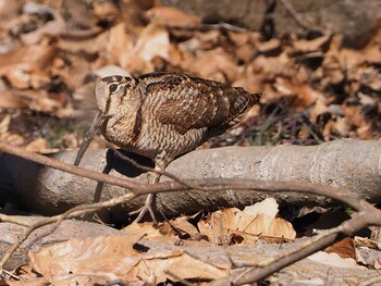 Eurasian Woodcock Maioka Park Sun, 2/6/2022